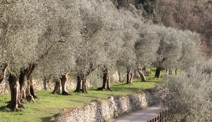 Oliveti del Trentino Alto Adige